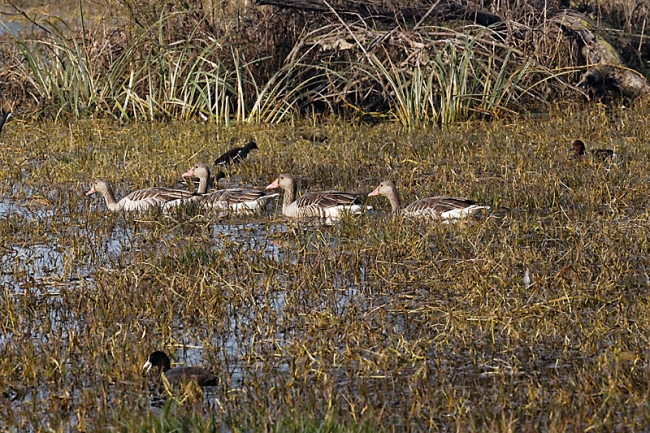 Keoladeo national park-096